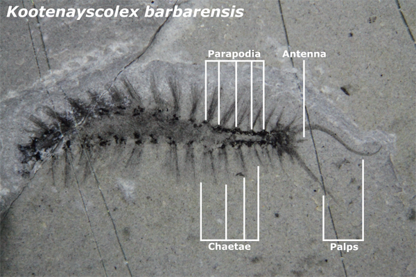 Type specimen of the newly described marine worm Kootenayscolex barbarensis 