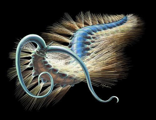 A scientific reconstruction of Kootenayscolex barbarensis.