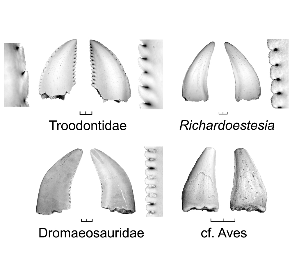 Diagram of different types of teeth