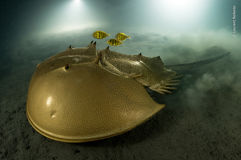Horseshoe Crab. Adult Grand Title Winner  The ancient mariner, © Laurent Ballesta