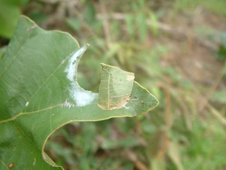 Cocon de Calindoea trifascialis sur une feuille de diptérocarpacée © Kim Humphreys