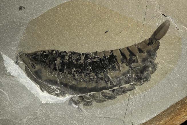 Burgess Shale Fossil