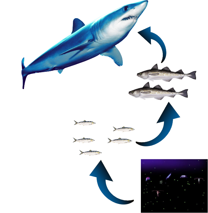 Project: Big Shark, Big Loss, Big Impact: Sharks Change Prey Behaviour