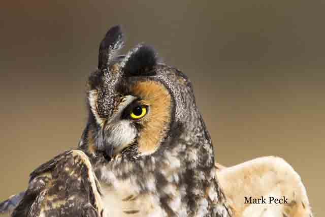Long-eared owl Asio otus, Ontario. Photo by Mark Peck Long-eared owl Asio otus, Ontario. Photo by Mark Peck