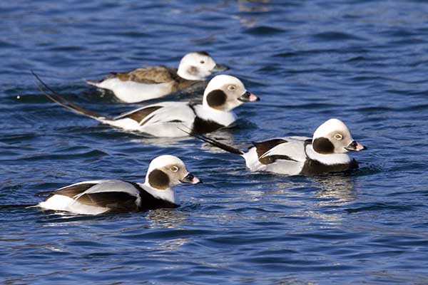 Long-tailed Duck, a common winter bird of Toronto that you might find during this year's Great Backyard Bird Count!  Photo by Mark Peck