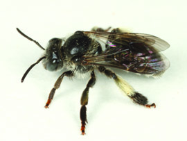 black bee on a white background