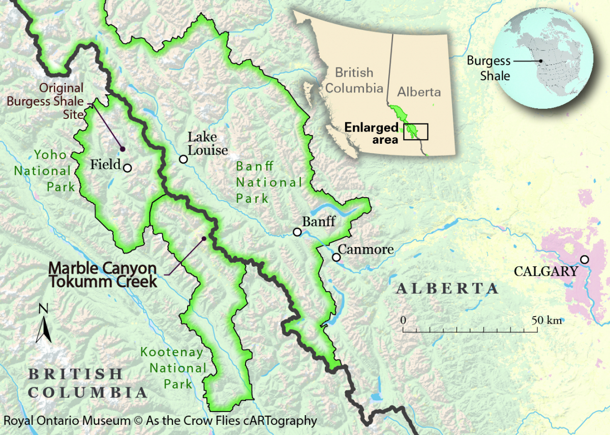 Map showing the approximate location of Marble Canyon and the Tokumm Creek, where the fossils were discovered. 