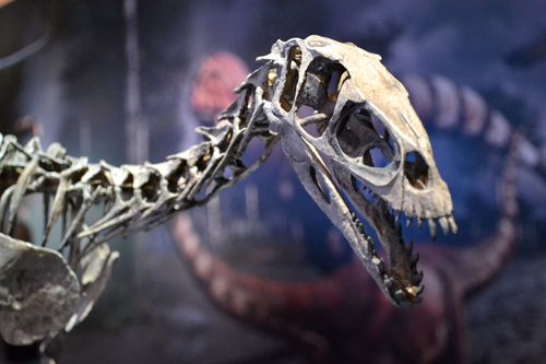 Masiakasaurus. Scott Sampson’s had a *bit* to do with this guy. Masiakasaurus. Scott Sampson’s had a *bit* to do with this guy.