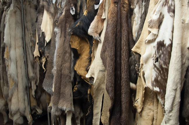 A collection of about 1,000 pelts includes creatures from every corner of the Earth all being stored side by side in the same room. Photo by Matt Jenkins