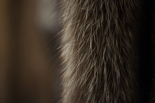 A close up look reveals the true beauty of these rare pelts and reveals why they sometimes fall victim to illegal trading. Photo by Matt Jenkins