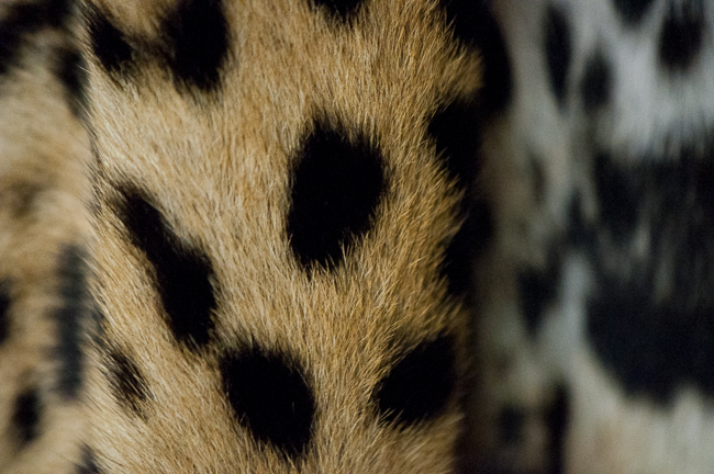 There are a number of big cat pelts in the museum, including leopard, tiger and lion. Photo by Matt Jenkins