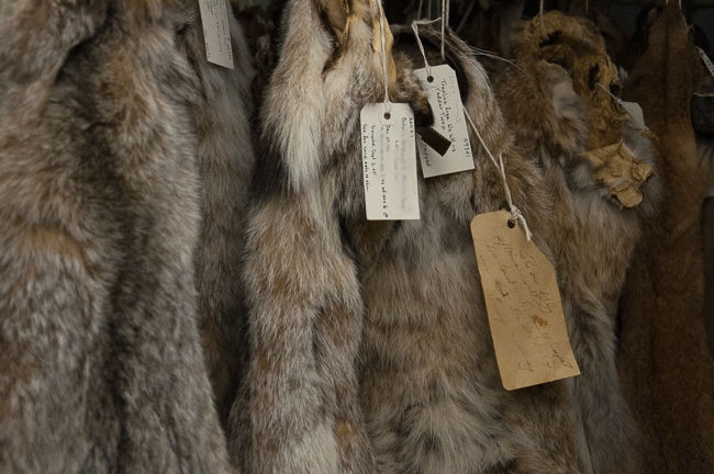 The museum’s collection of lynx pelts is a reminder of the animal’s once-dwindling population. Since the 1900’s and because of management techniques lynx populations have grown and are no longer considered “threatened with extinction” according to CITES. Photo by Matt Jenkins