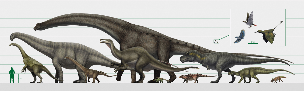 Diagram of different dinosaur species.