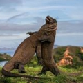 © Andrey Gudkov (Russie), Varans de Komodo