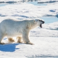 Polar Bear. Photo credit Wikipedia and Andreas Weith