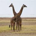 Giraffes, Tanzania, courtesy of Greg Spencer