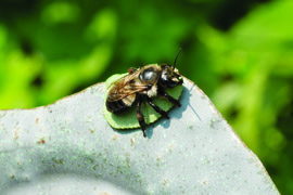 A bee on top of a leaf 