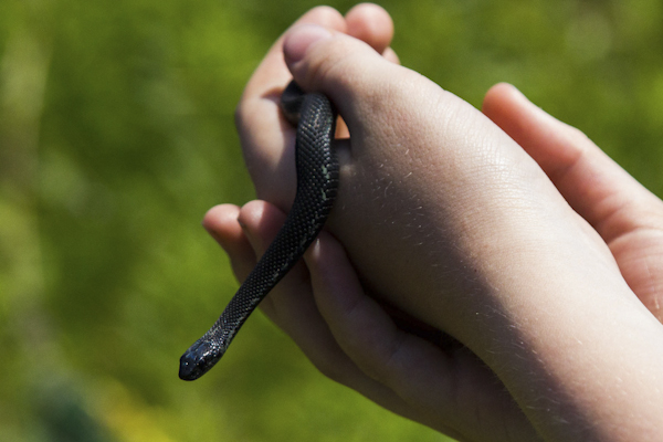 a melanistic garter snake slithers through a pair of gentle human hands