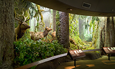 Royal BC Museum Discount promo image