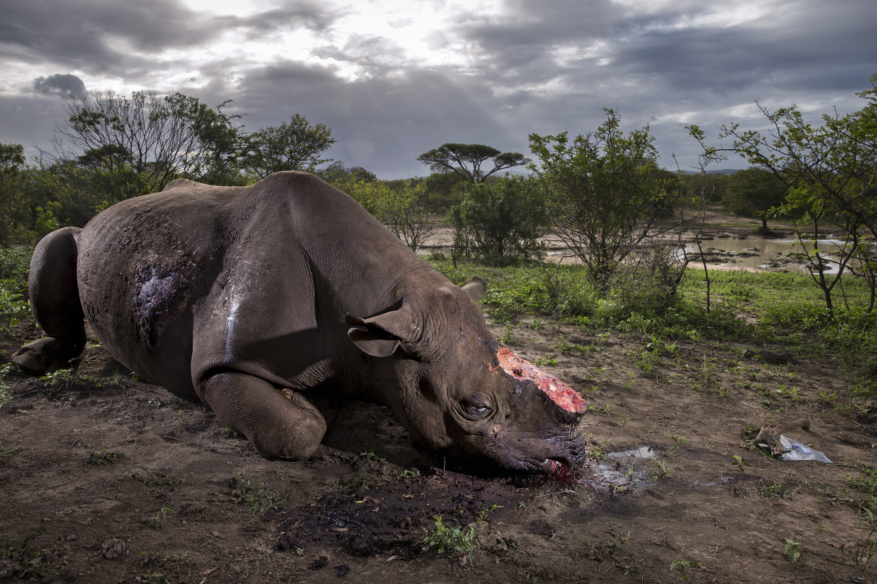 Rhinocéros noir à la corne arrachée