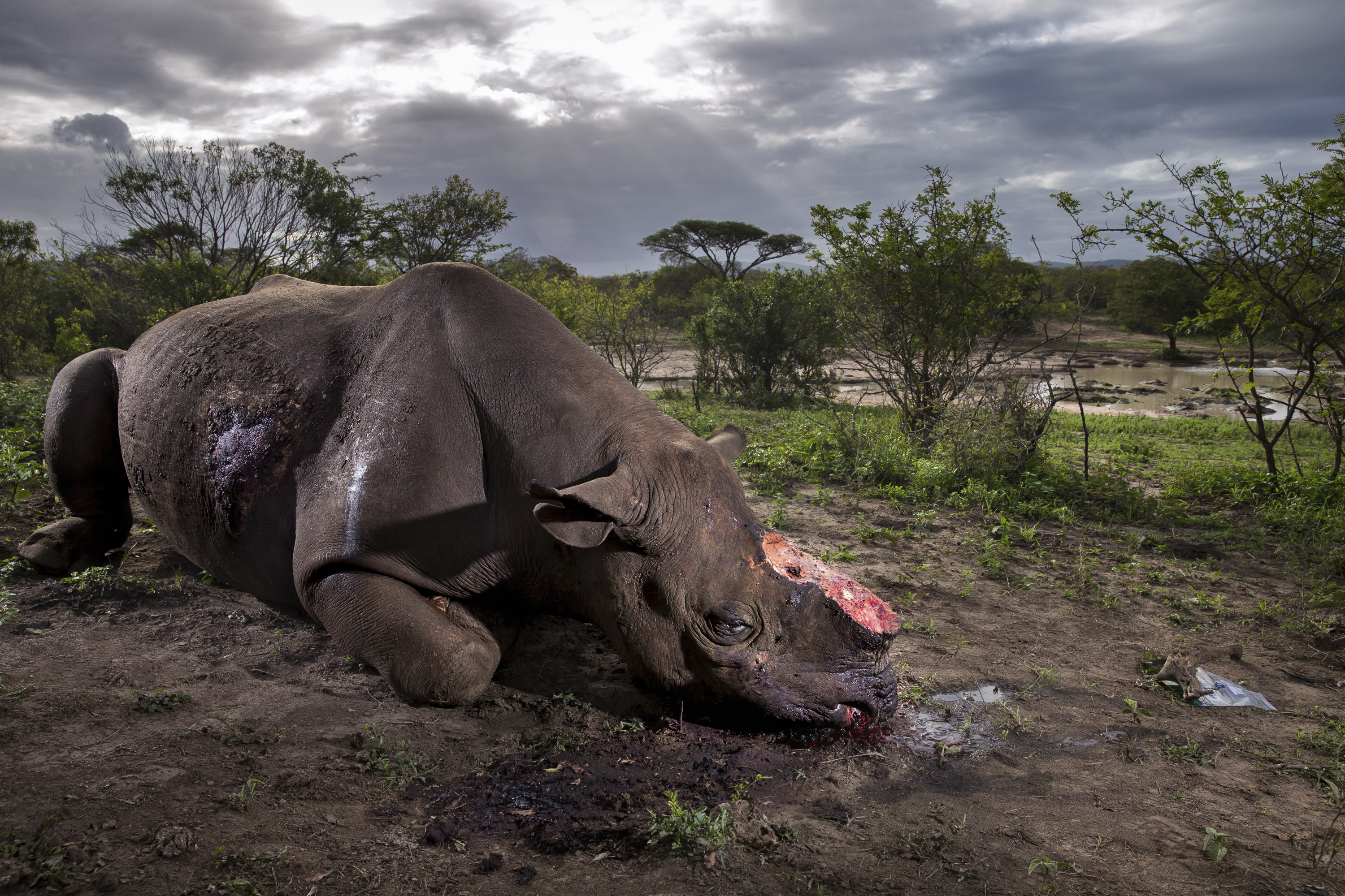 dehorned Black Rhino