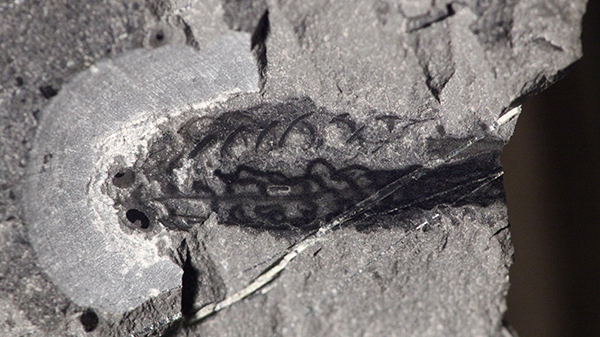 Fossil of Metaspriggina.