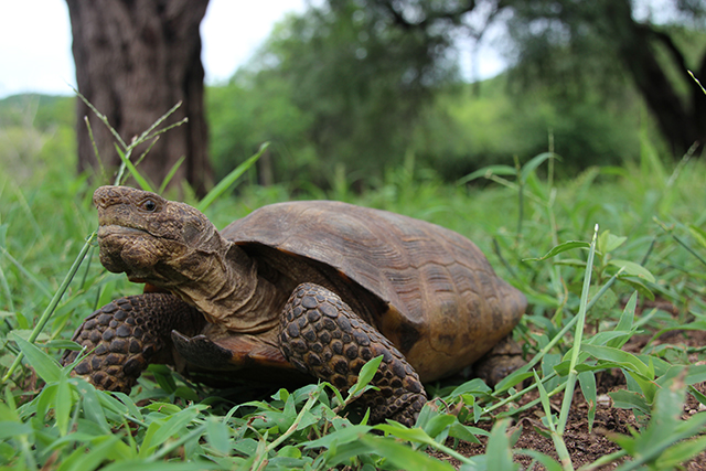 Goode’s Thornscrub Tortoise. Photo taken in Reserva Monte Mojino, Sonora, Mexico (not in situ, eg. taken in a clearing), 24 August, 2013. Photo by Taylor Edwards