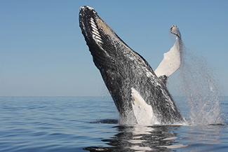 Breaching humpback whale. Photo by Mingan Island Cetacean Study