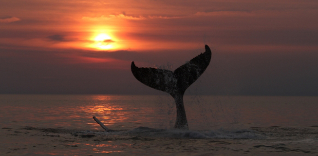 Humpback whale tail fluke slapping the water, known as a “tail slap”. Photo by Mingan Island Cetacean Study