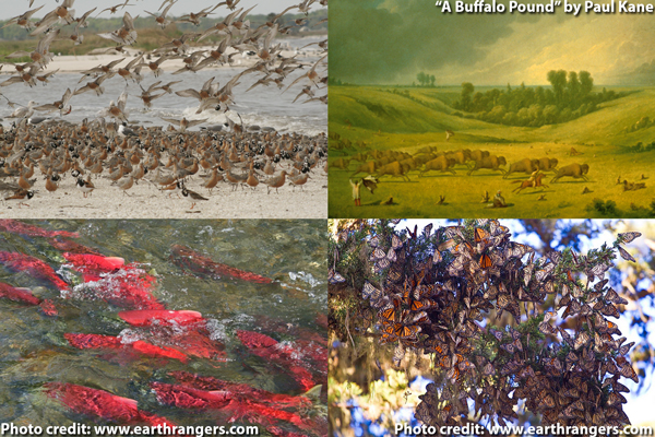 Image showing bird, bison, salmon, and monarch migration