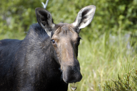 Female moose in Algonquin Provincial Park, August 2011