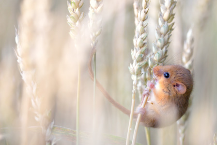 Photo of mouse hanging off of harvest gold 