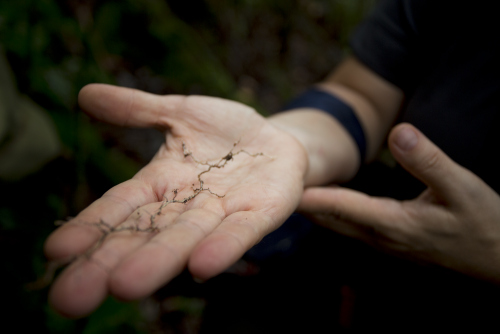 A hand holding a root covered in fungi mycelium, or roots. 