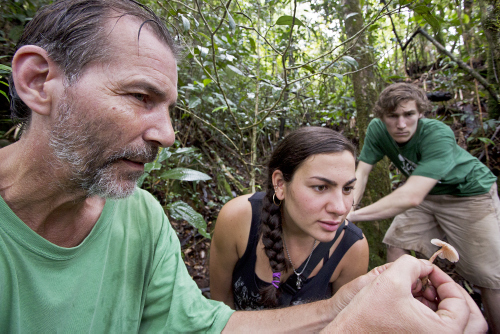 Mycologists examine what could be a new species of mushroom.