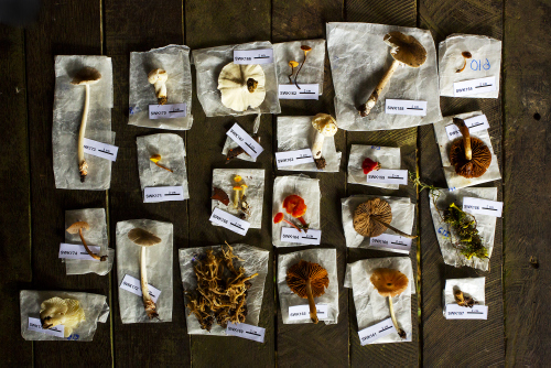 Mushrooms on the floorboards of the camp, complete with labels and tissue paper. 