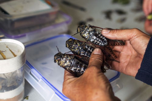 Three cicadas, in a researchers hand at the laboratory.