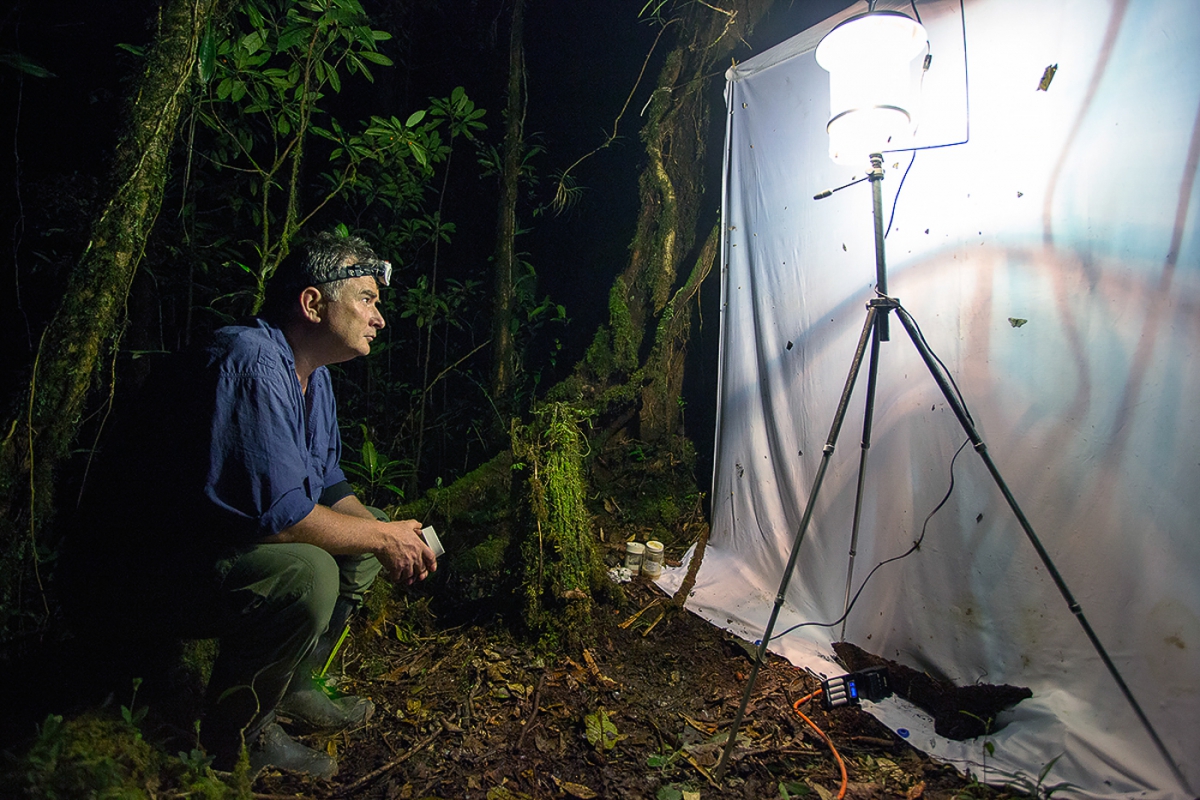 Collecting insects at night in Mulu National Park, Malaysia, 2013