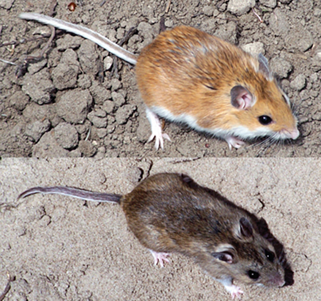 Examples of the coat colouration in the deer mice. Photo by: Emily Kay