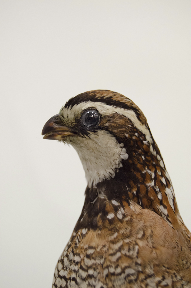Portrait of a Northern Bobwhite. Image by Justine DiCesare closeup of a northern bobwhite bird, a quail-like prairie bird