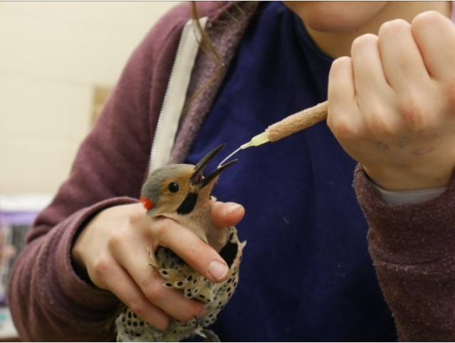 Toronto Wildlife Centre staff feeding hand feeding a bird