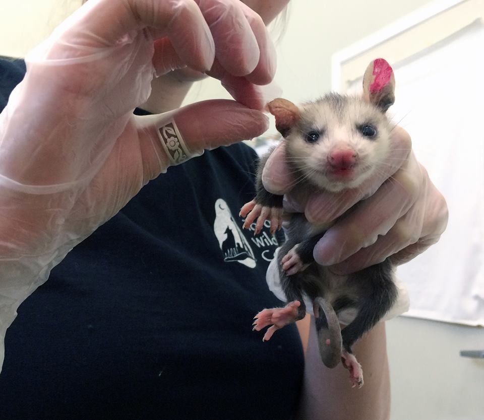 Toronto Wildlife Centre staff caring for a baby opossum