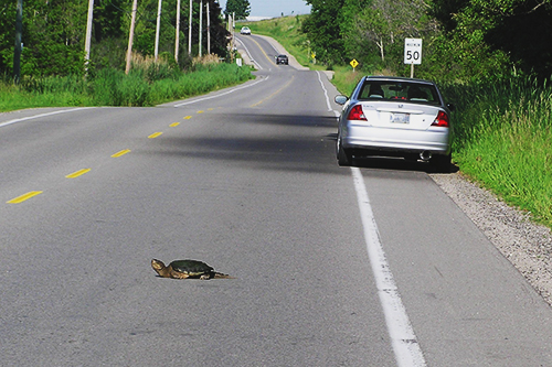 A snapping turtle sits in the middle of a road.