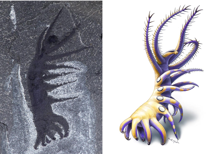 Photography of the fossil beside illustration of specimen.