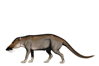 Pakicetus reconstruction showing its wolf-like appearance. Image by Carl Buell