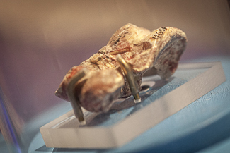 Pakicetus’ double-pulley ankle bone unique to Cetacea and Artiodactyla. Photo by Natasha Hirt