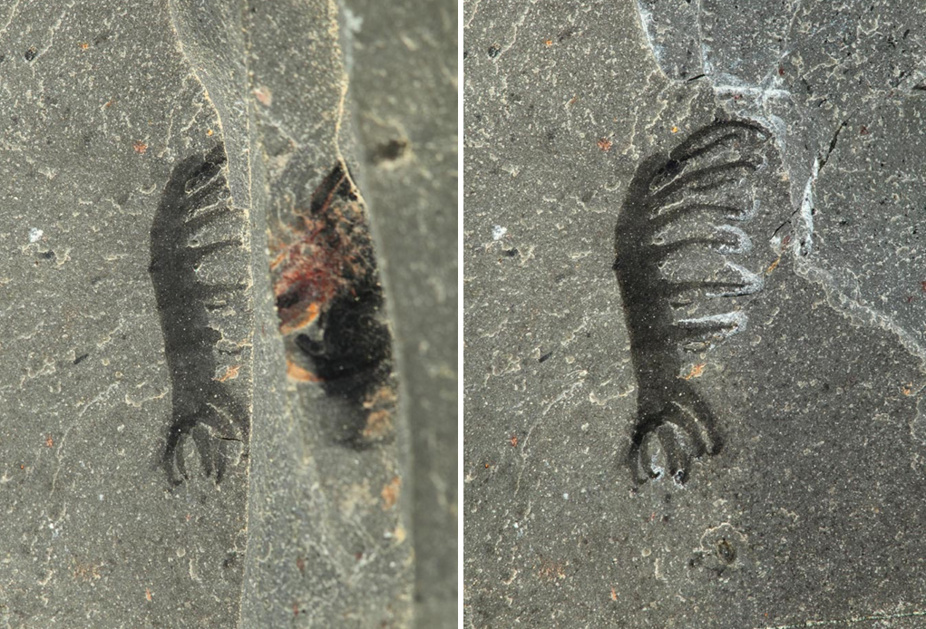 Photograph of fossils before and after preparation in the lab.
