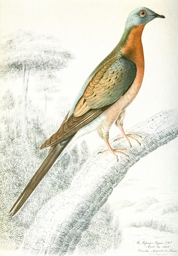 Mitchell, Margaret. The Passenger pigeon in Ontario. Toronto: University of Toronto Press, 1935.