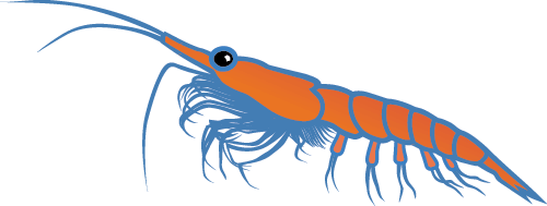Illustration of krill.