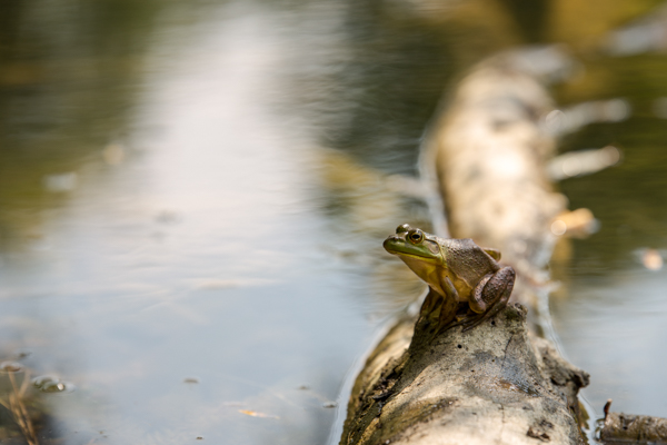 A bullfrog sits on a log in the water at Terra Cotta Conservation Area. Photo by Robert Elliot