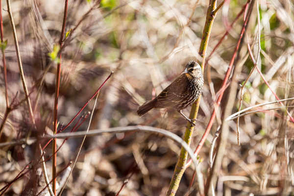 Female red-winged blackbird in High Park. Photo by Robert Elliot